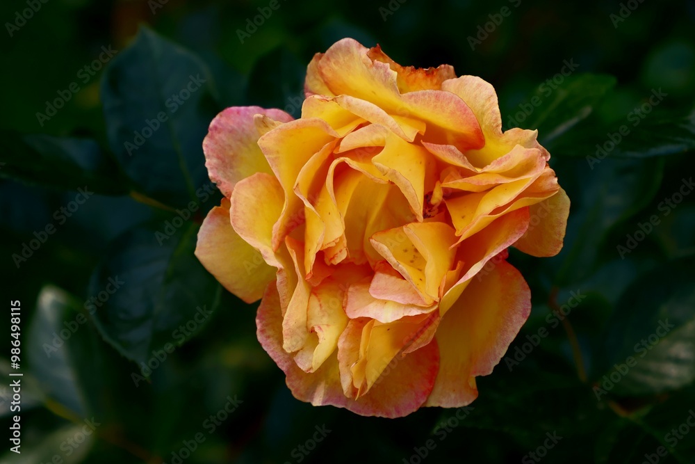 Beautiful flowers in the nature, with awesome colors. Beautiful flowers in the nature, with awesome colors.
