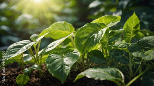 Understanding the photosynthesis process with a detailed diagram featuring lush green leaves basking in sunlight