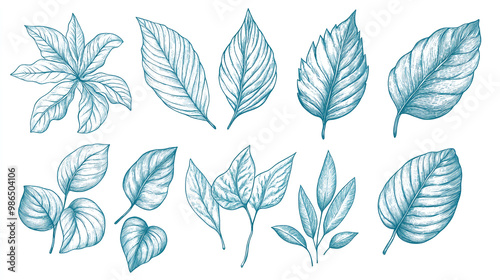 Botanical Illustrations of Leaf Shapes and Sizes in Blue-Green Hues