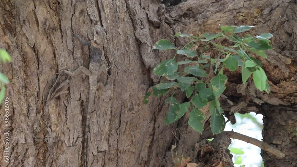Oriental garden lizard on tree. closeup clip of a oriental garden lizard in nature. Wild lizard hanging out on a tree. Different forms of the same chameleon. 4K Footage.