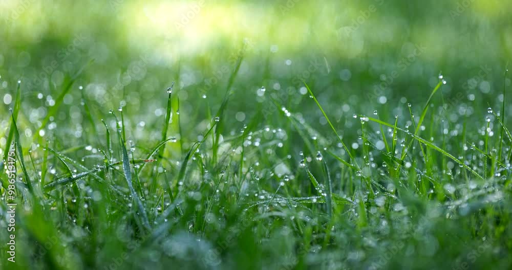 Fresh grass covered with dew drops, close-up view. Green meadow Fresh grass covered with dew drops, close-up view. Green meadow