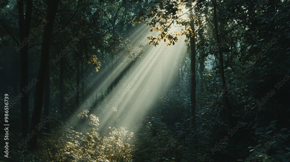 Fototapeta premium Sunlight Filtering Through Dense Forest Canopy