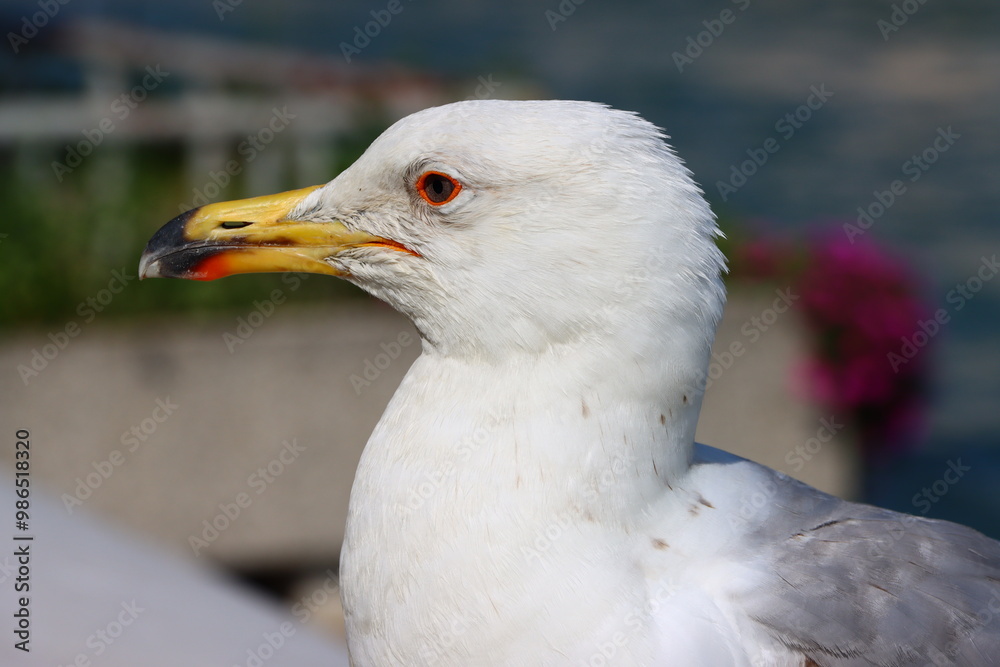 Single seagull steps at Venice embankment close-up Single seagull steps at Venice embankment close-up