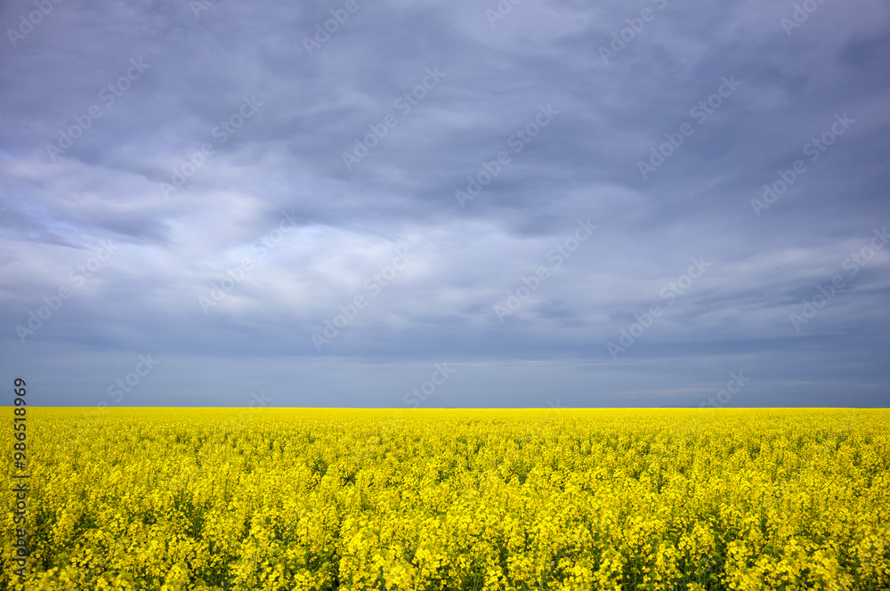 Vast Yellow Canola Field Under a Cloudy Sky Vast Yellow Canola Field Under a Cloudy Sky