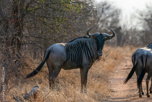 Wildebeests Greater Kruger South Africa photo