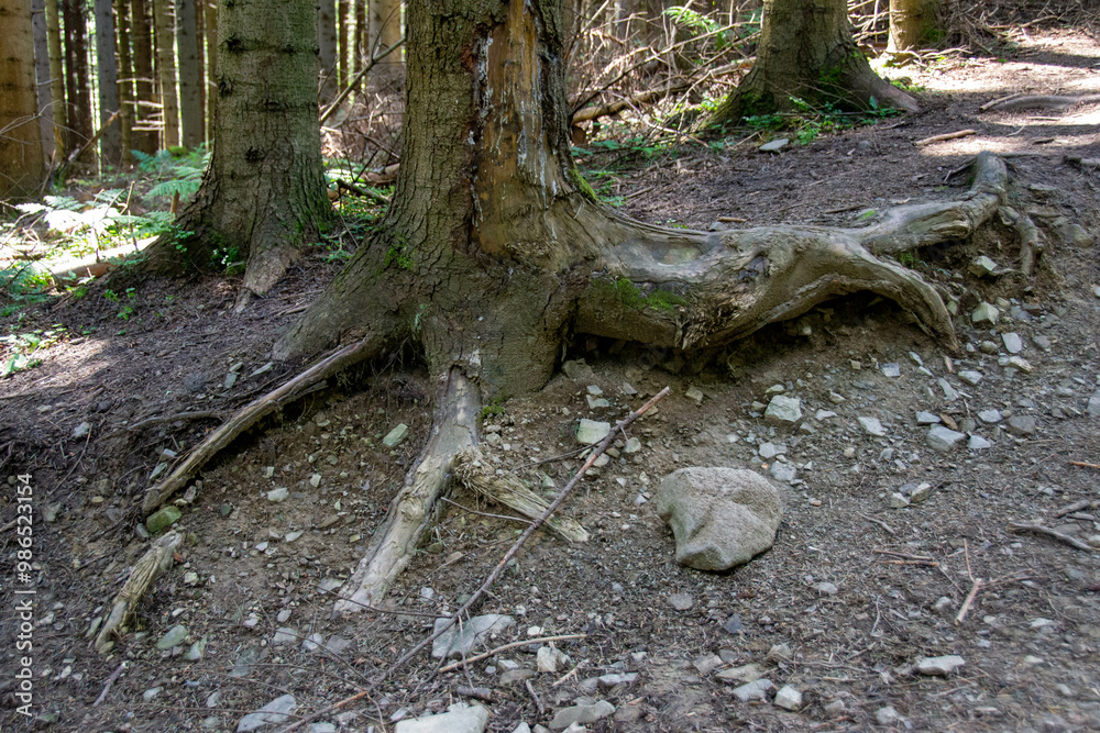 Obraz premium A path leads upwards between the trees of a forest located in mountains. The forest is lush green and moss and sticks and trees cover the forest floor. High quality photo