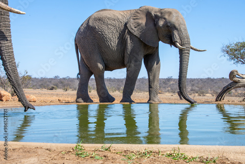 Canvas Print Elephants, Klaserie Reserve, Greater Kruger