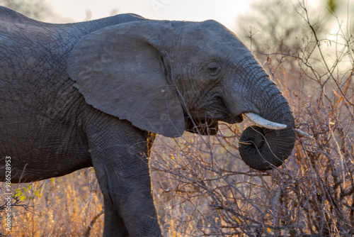 Elephants, Klaserie Reserve, Greater Kruger photo