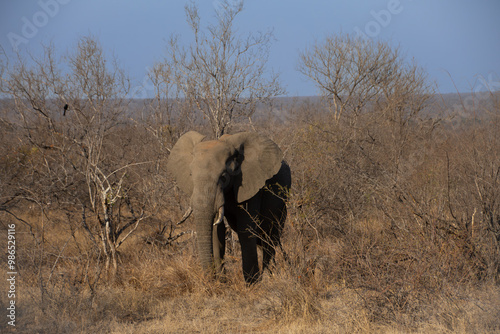 Elephants, Klaserie Reserve, Greater Kruger photo