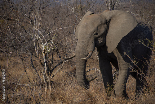 Elephants, Klaserie Reserve, Greater Kruger photo