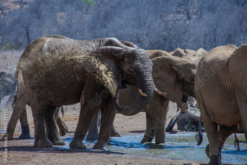 Elephants, Klaserie Reserve, Greater Kruger photo