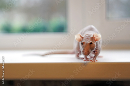 Hairless rat on the windowsill photo