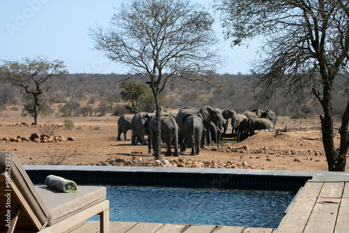 Canvas Print Elephants, Klaserie Reserve, Greater Kruger