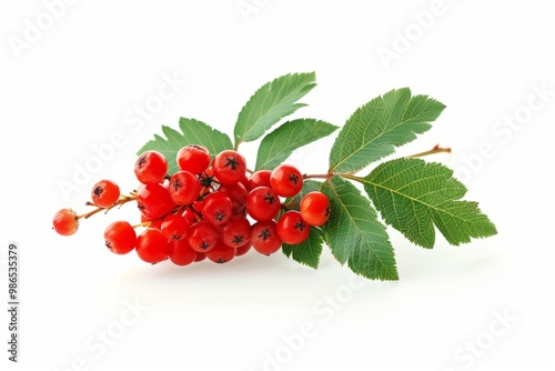 A fresh rowan berry isolated on white