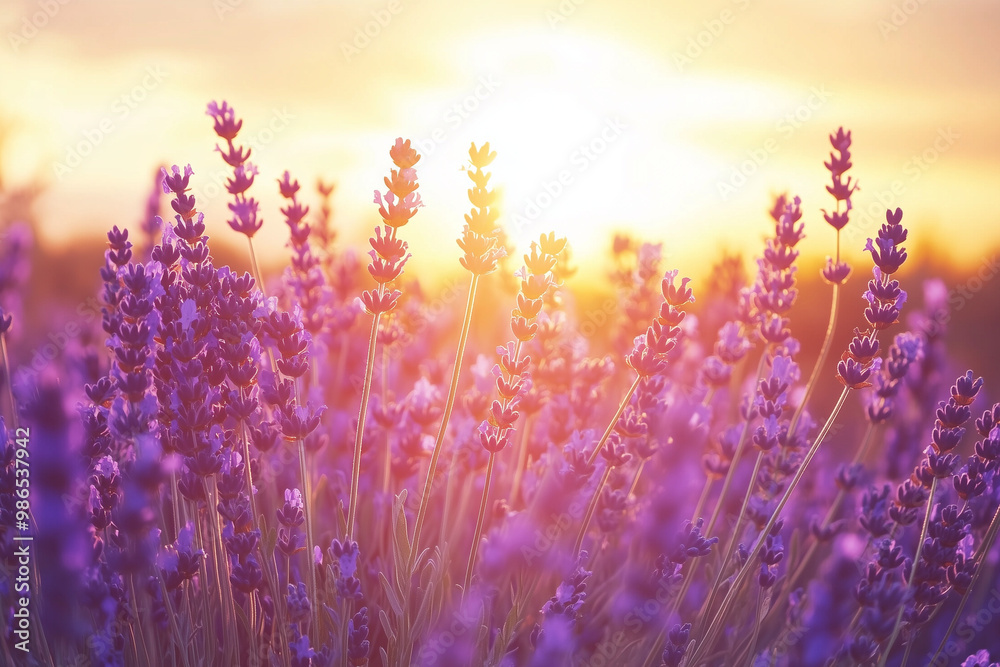 Naklejka premium Sunlit lavender blossoms glowing against golden sky