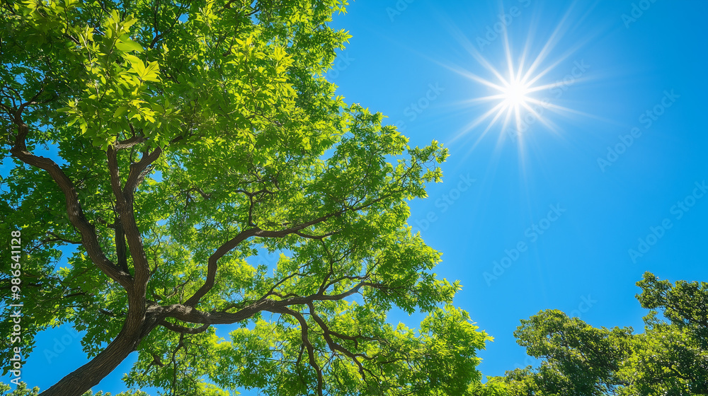 Fototapeta premium Bright sun shining through lush green tree canopy