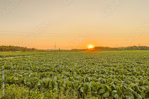 Setting sun against a green cabbage field