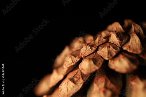 Canvas Print Pine cone in close-up on a black background, macro photography, green in the dar