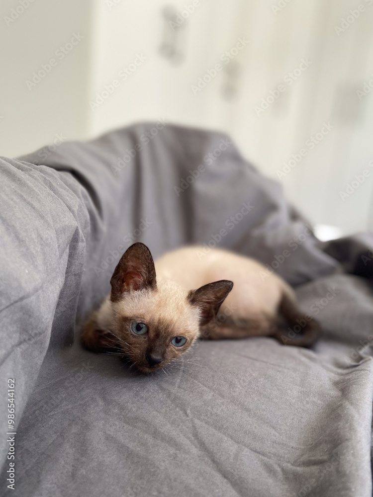 Siamese kitten with blue eyes at home. Pet and purebred cat concept Siamese kitten with blue eyes at home. Pet and purebred cat concept