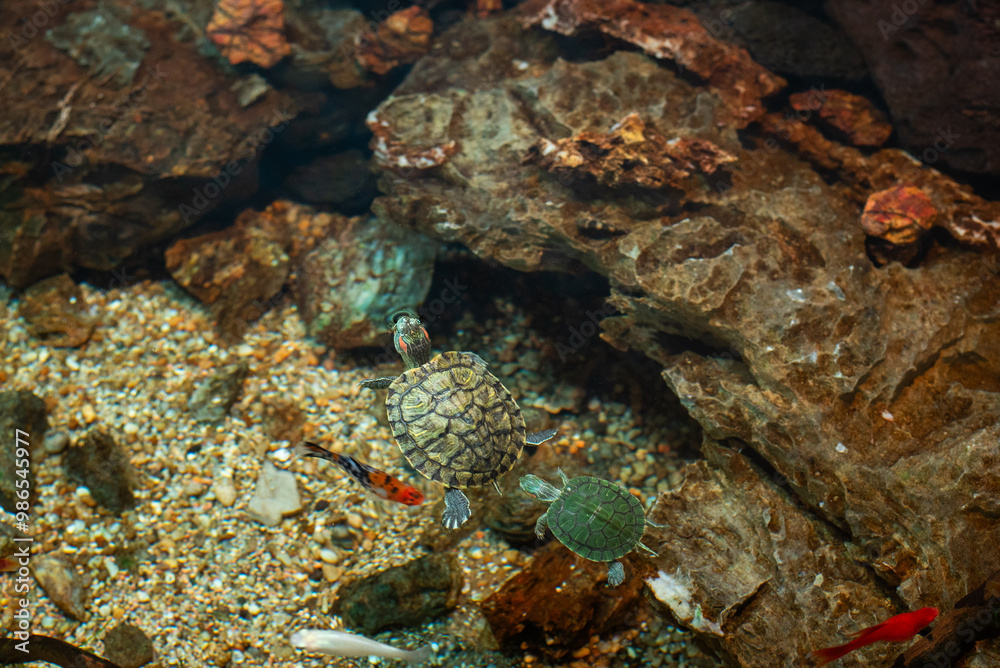 Diverse Marine life and fresh water fishes on display at the Namma Bengaluru Aquarium in Karnataka India Diverse Marine life and fresh water fishes on display at the Namma Bengaluru Aquarium in Karnataka India