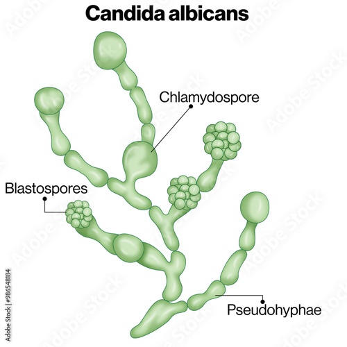 Candida Albicans Medical Illustration, Fungal Cell Structure and Life Cycle Visualization