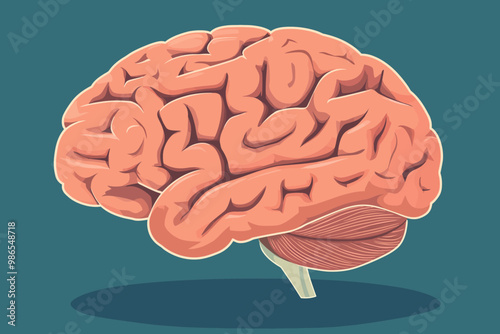 Human Brain Illustration: Detailed anatomical illustration of a human brain, showcasing its intricate structure and complexity. Perfect for educational materials, medical publications.