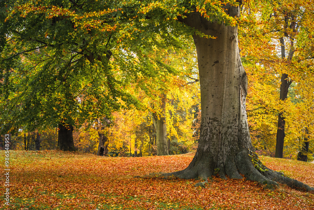 Large tree in a park during autumn