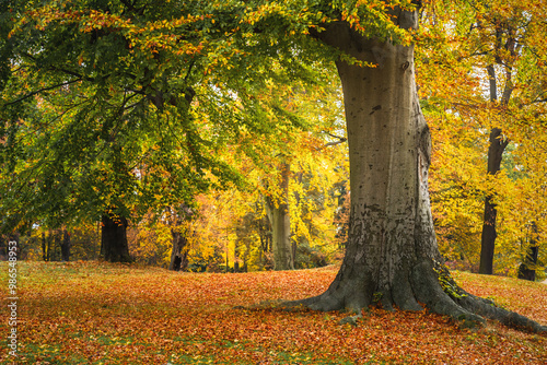 Obraz na płótnie Large tree in a park during autumn w salonie
