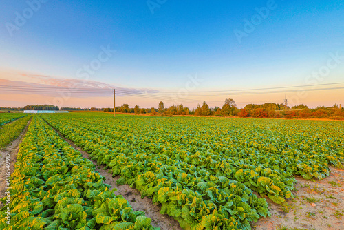 Cabbage field during sunset