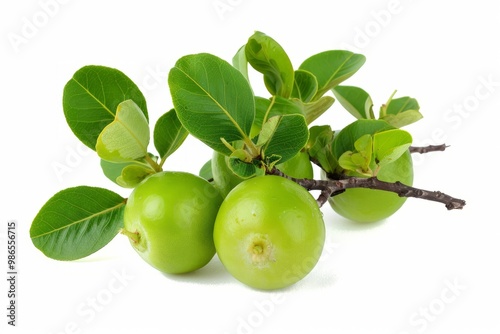 Wallpaper Mural A fresh ziziphus mauritiana isolated on white Torontodigital.ca