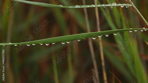 después de la lluvia en el parque del delta del Ebro, la Ampolla, fondo escritorio, fondo de pantalla