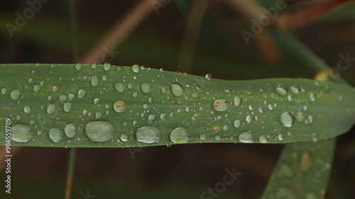 después de la lluvia en el parque del delta del Ebro, la Ampolla, fondo escritorio, fondo de pantalla