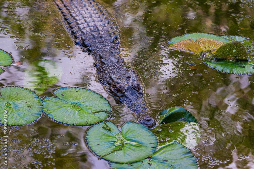 Crocodile in The Far North Queensland, Australia