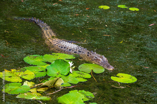 Obraz na płótnie Crocodile in The Far North Queensland, Australia w salonie