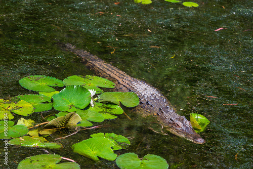 Obraz na płótnie Crocodile in The Far North Queensland, Australia w salonie