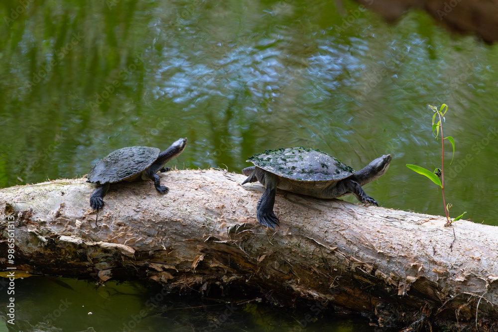 Freshwater turtle in Queensland, Australia