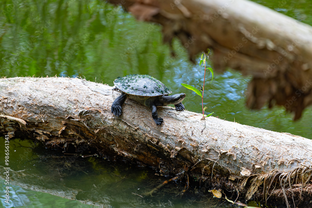 Freshwater turtle in Queensland, Australia