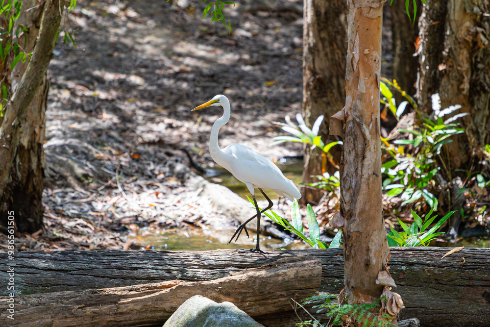 Great Egret in Queensland, Australia