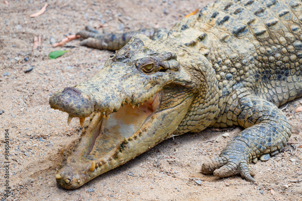 Crocodile in The Far North Queensland, Australia