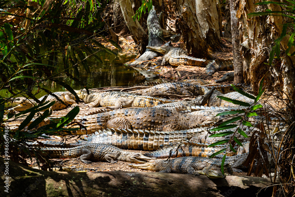 Crocodile nest in the Far North Queensland, Australia
