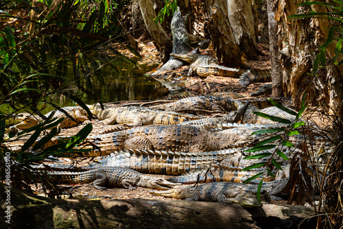 Obraz na płótnie Crocodile nest in the Far North Queensland, Australia w salonie