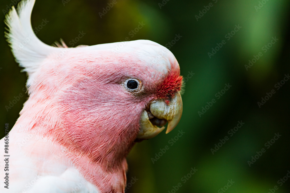 Major Mitchell's Cockatoo in Central Southern Queensland, Australia