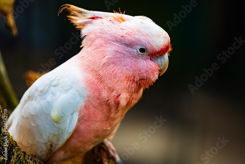Major Mitchell's Cockatoo in Central Southern Queensland, Australia