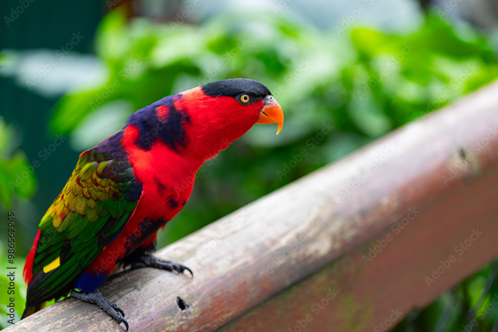 Black-capped Lory, Indonesia