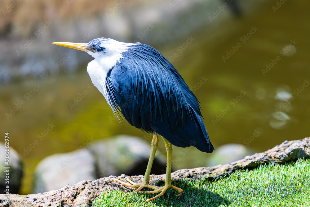 Pied Heron in Queensland, Australia