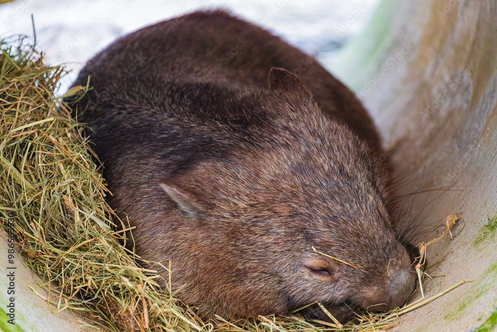 Wombat in North Queensland, Australia