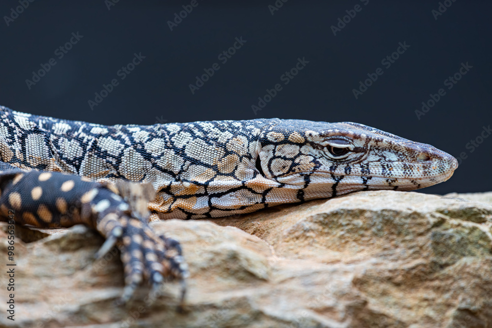 Parentie lizard in Far North Queensland, Australia