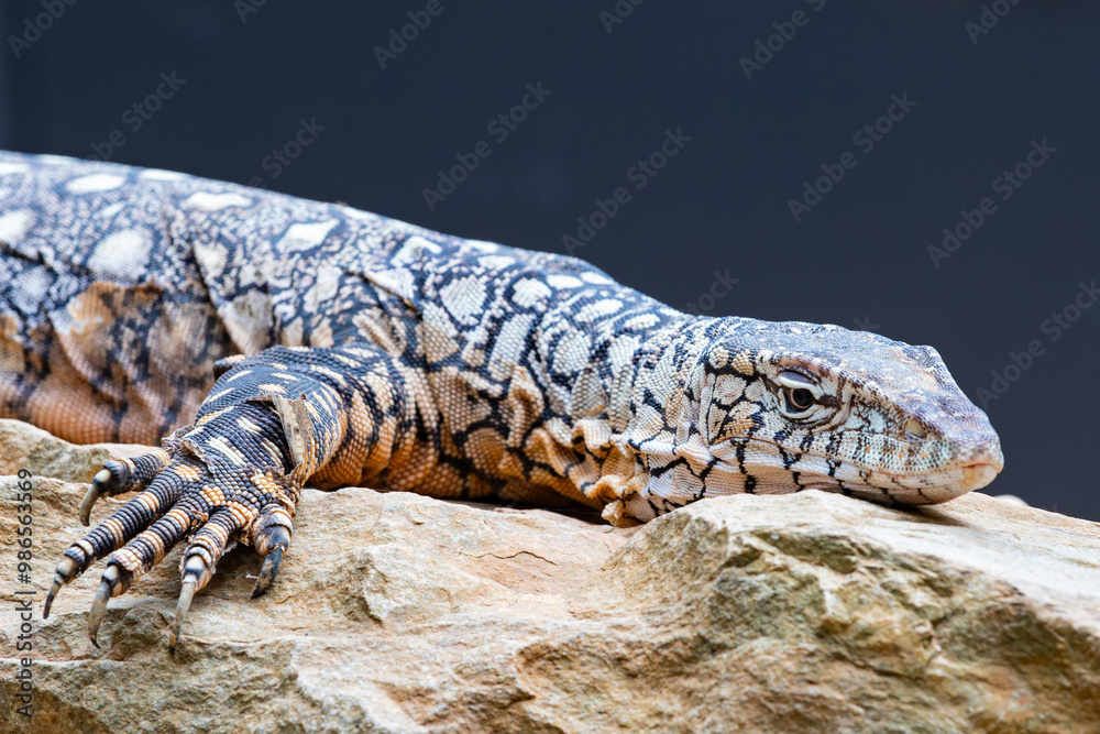 Parentie lizard in Far North Queensland, Australia