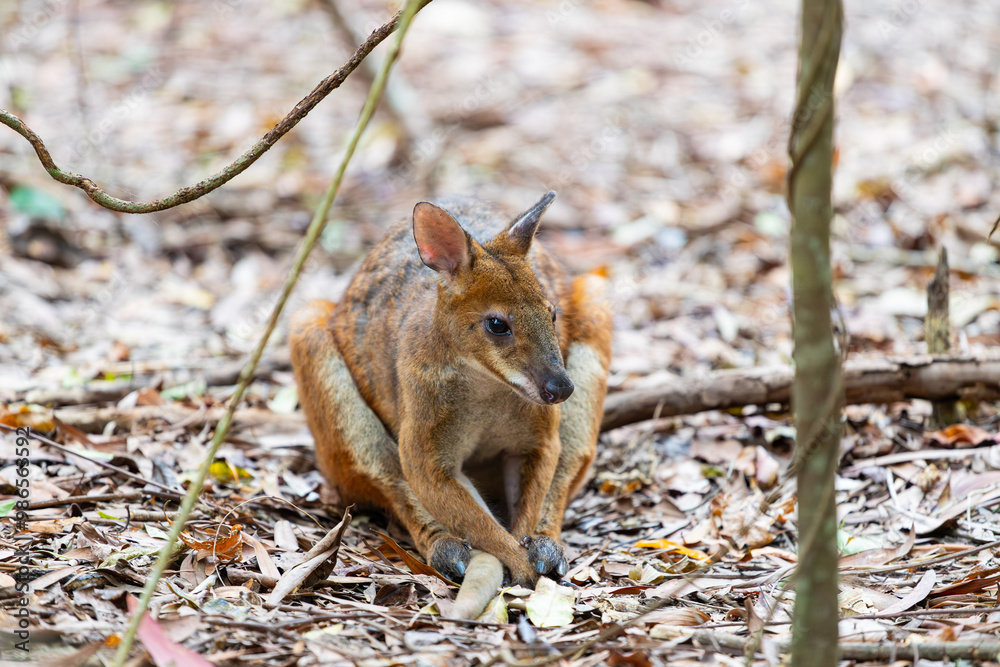 Small kangaroo sitting in the forrest in Queensland