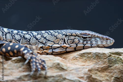 Obraz na płótnie Parentie lizard in Far North Queensland, Australia w salonie
